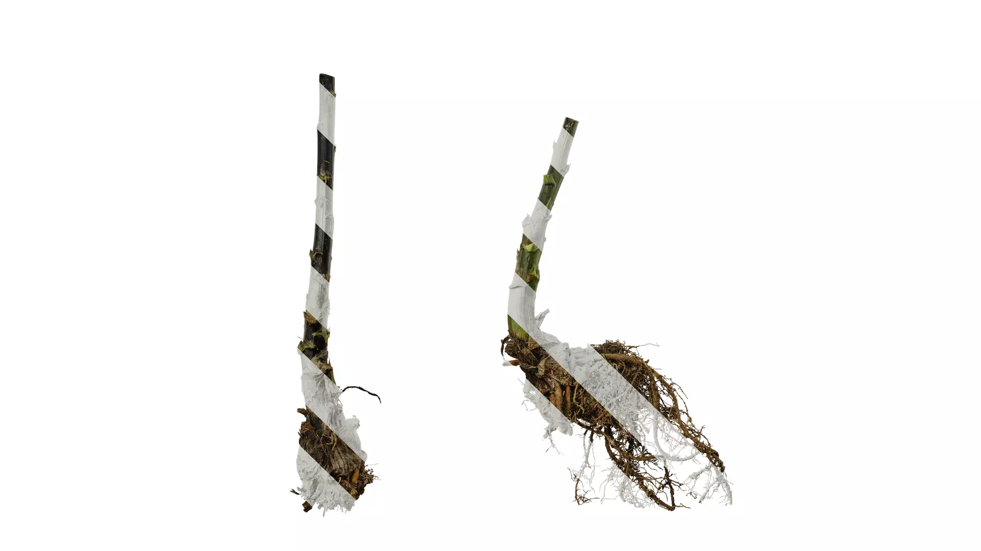 Anydrafts Cardiocrinum giganteum Atlas 01 Texture_0