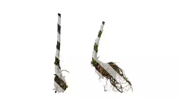 Anydrafts Cardiocrinum giganteum Atlas 01