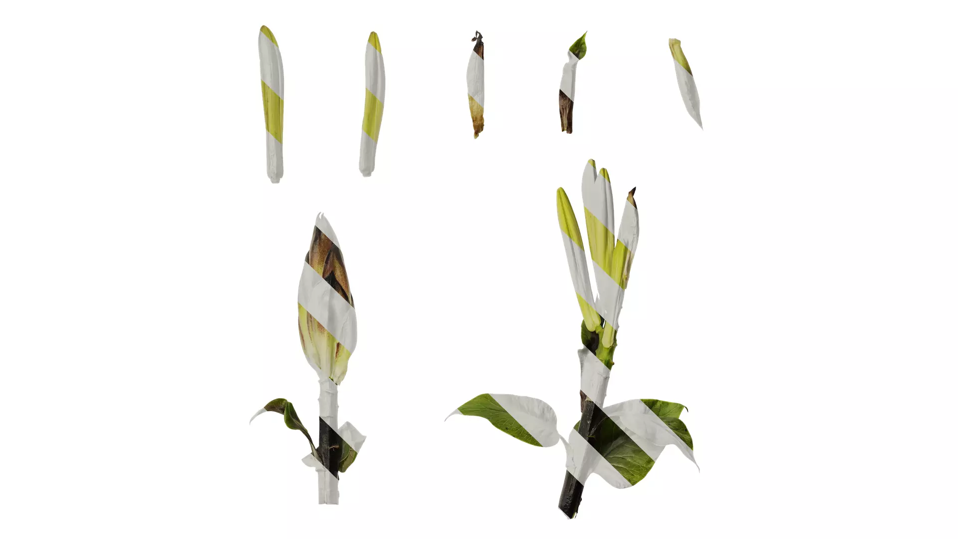 Anydrafts Cardiocrinum giganteum Atlas 02 Texture
