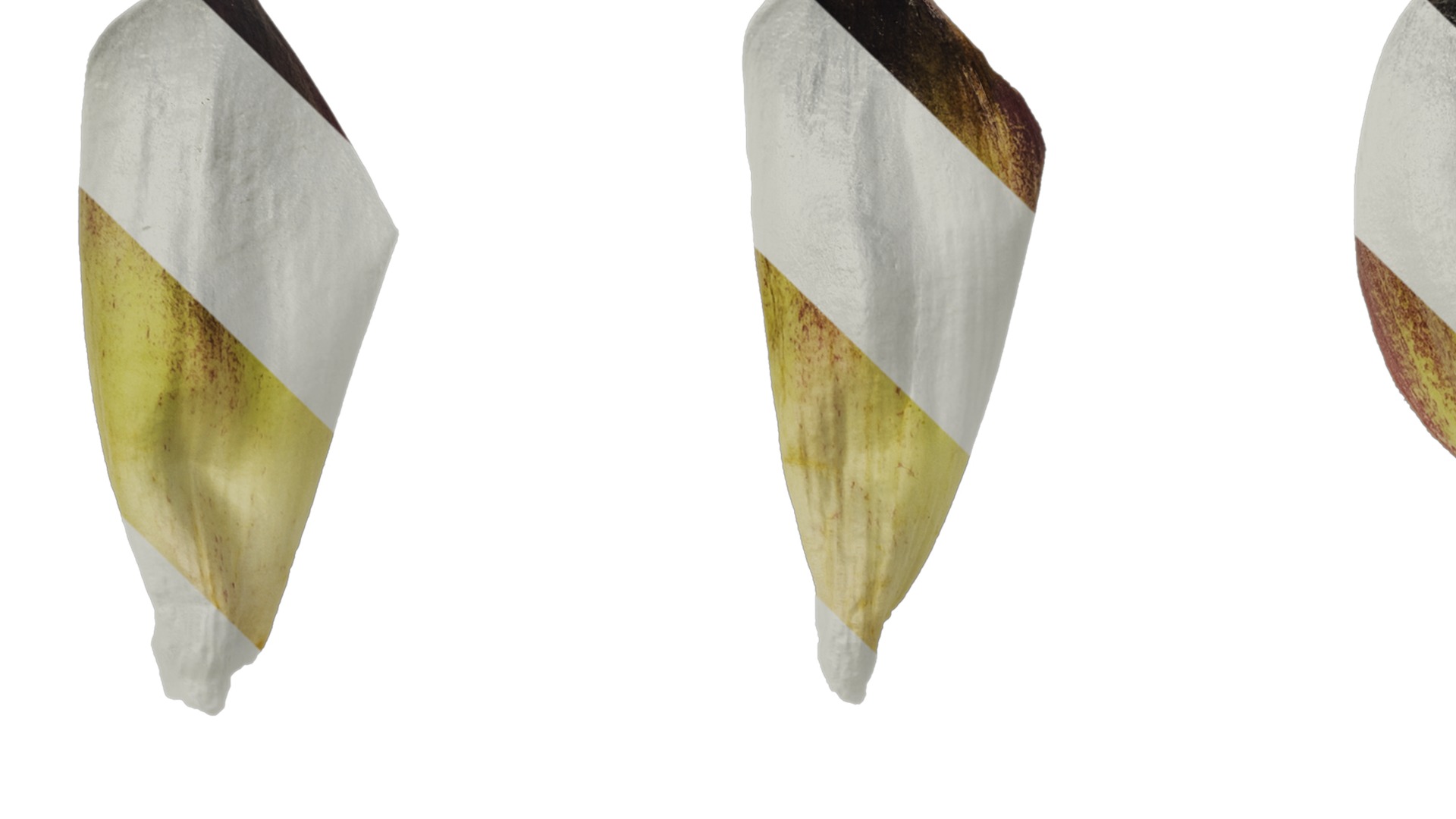 Anydrafts Cardiocrinum giganteum Flower 01 Texture_1