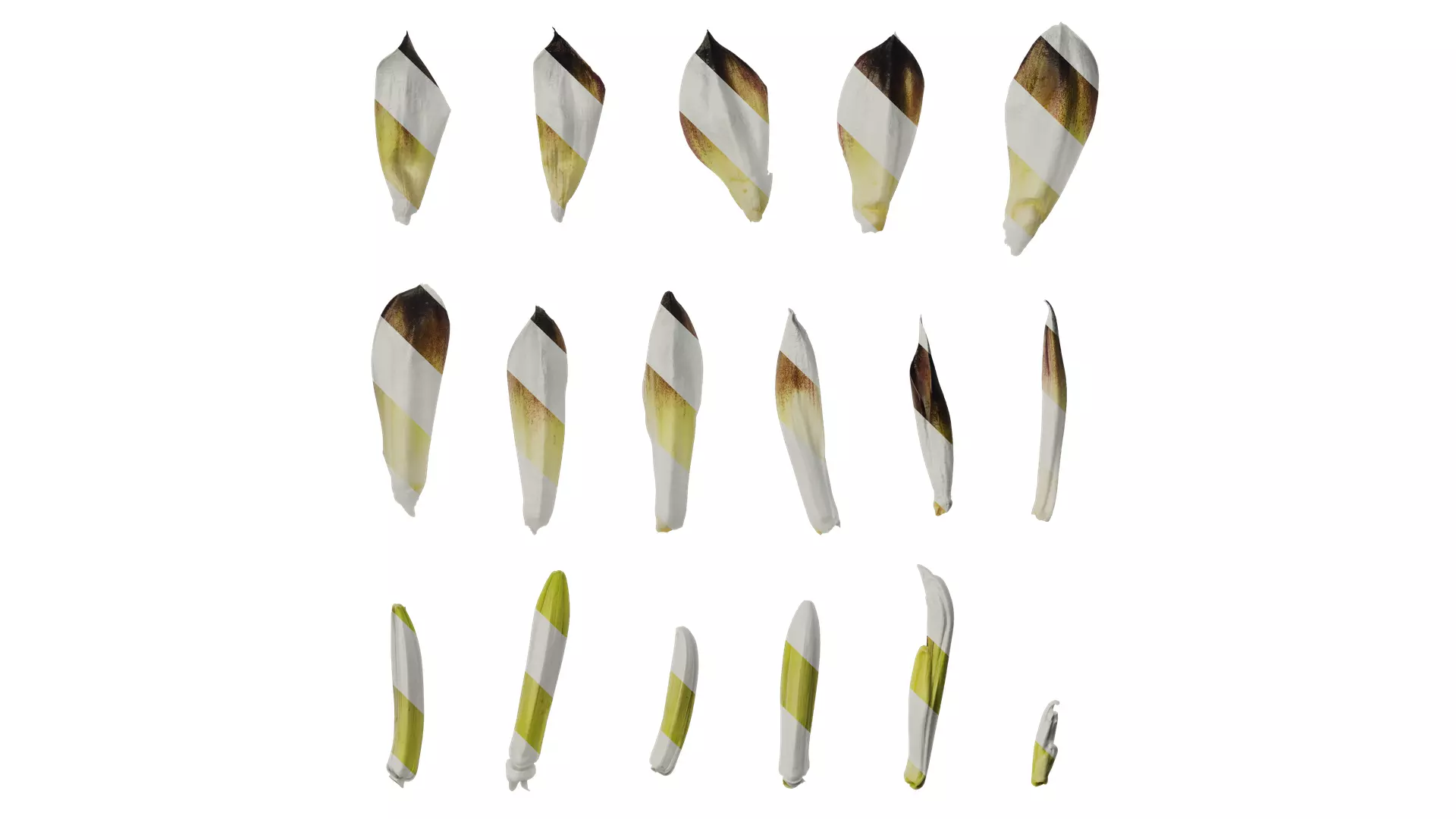 Anydrafts Cardiocrinum giganteum Flower 01 Texture_0