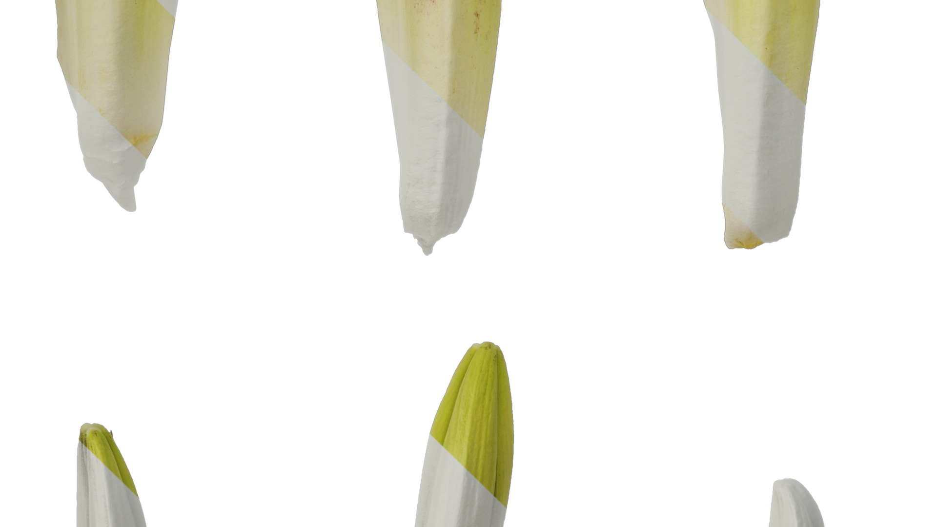 Anydrafts Cardiocrinum giganteum Flower 01 Texture_5