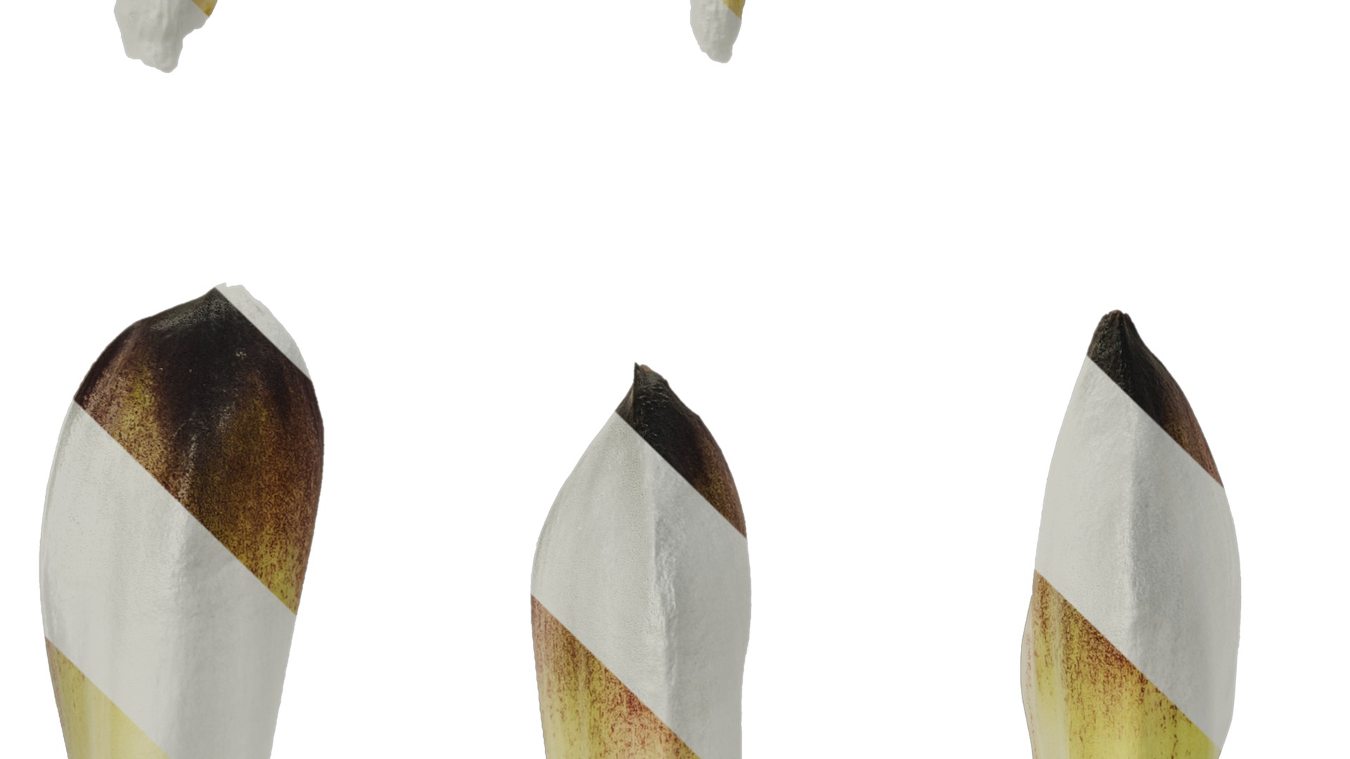 Anydrafts Cardiocrinum giganteum Flower 01 Texture_3