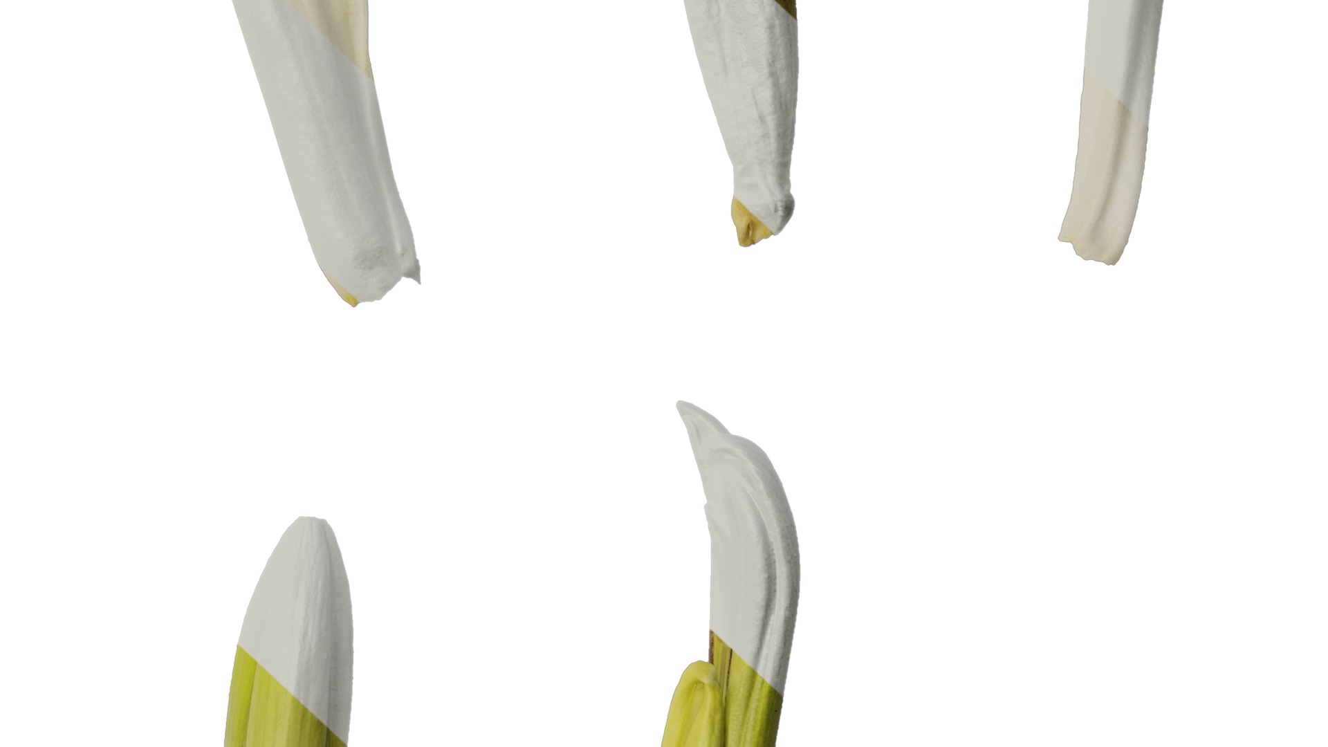 Anydrafts Cardiocrinum giganteum Flower 01 Texture_6