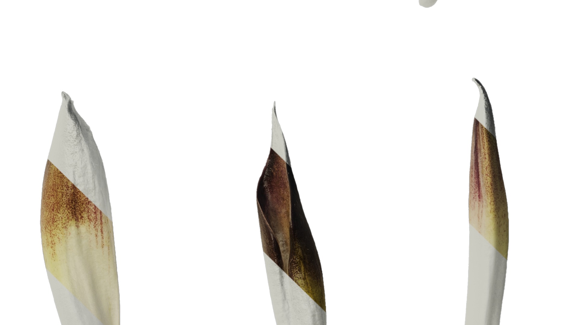 Anydrafts Cardiocrinum giganteum Flower 01 Texture_4