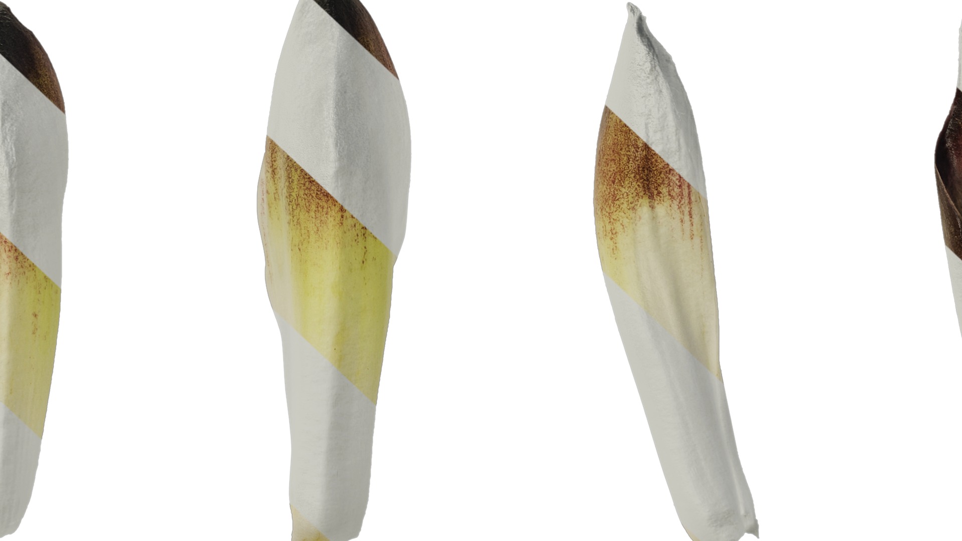 Anydrafts Cardiocrinum giganteum Flower 01 Texture_7