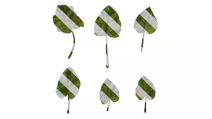 Anydrafts Cardiocrinum giganteum Leaf 02