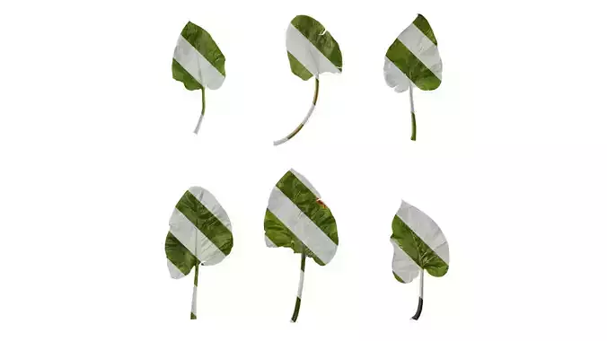 Anydrafts Cardiocrinum giganteum Leaf 03