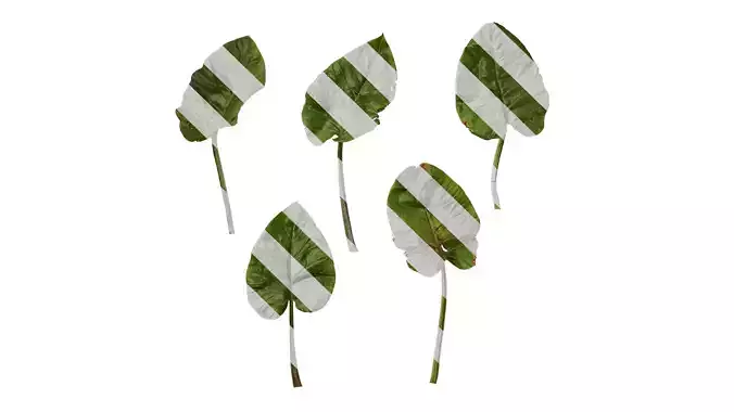 Anydrafts Cardiocrinum giganteum Leaf 04