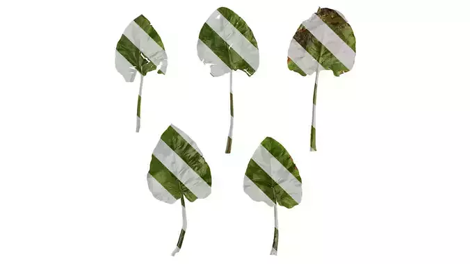 Anydrafts Cardiocrinum giganteum Leaf 05