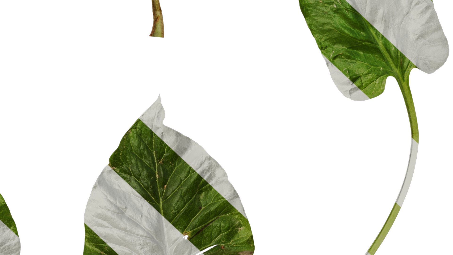 Anydrafts Cardiocrinum giganteum Leaf 06 Texture_6