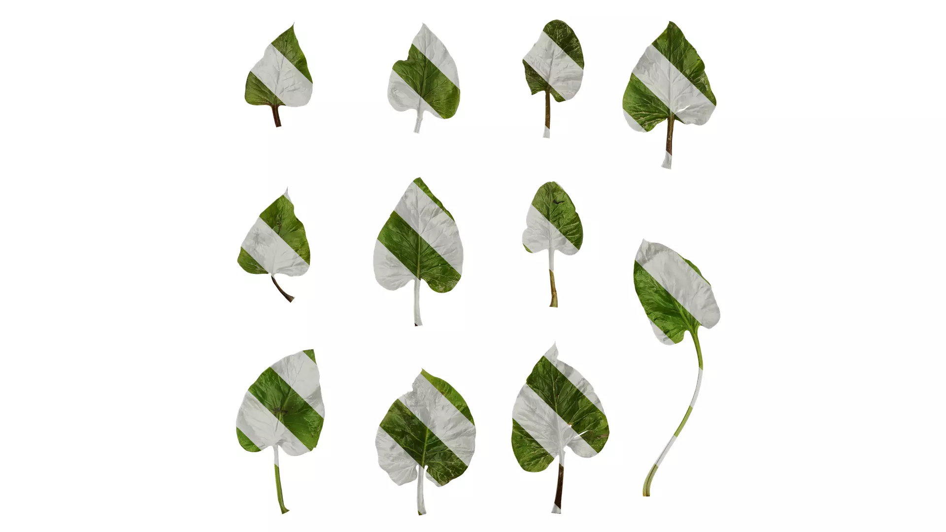 Anydrafts Cardiocrinum giganteum Leaf 06 Texture_0