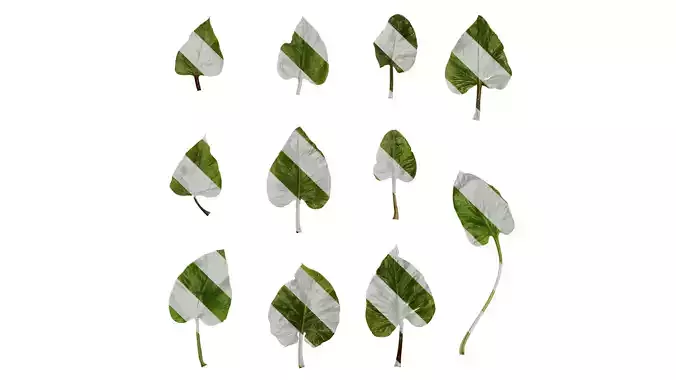 Anydrafts Cardiocrinum giganteum Leaf 06