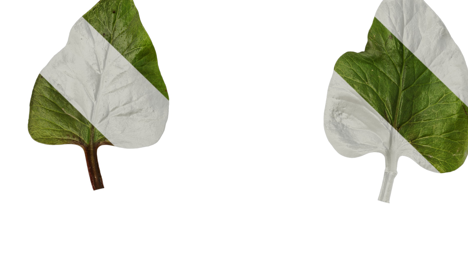 Anydrafts Cardiocrinum giganteum Leaf 06 Texture_1