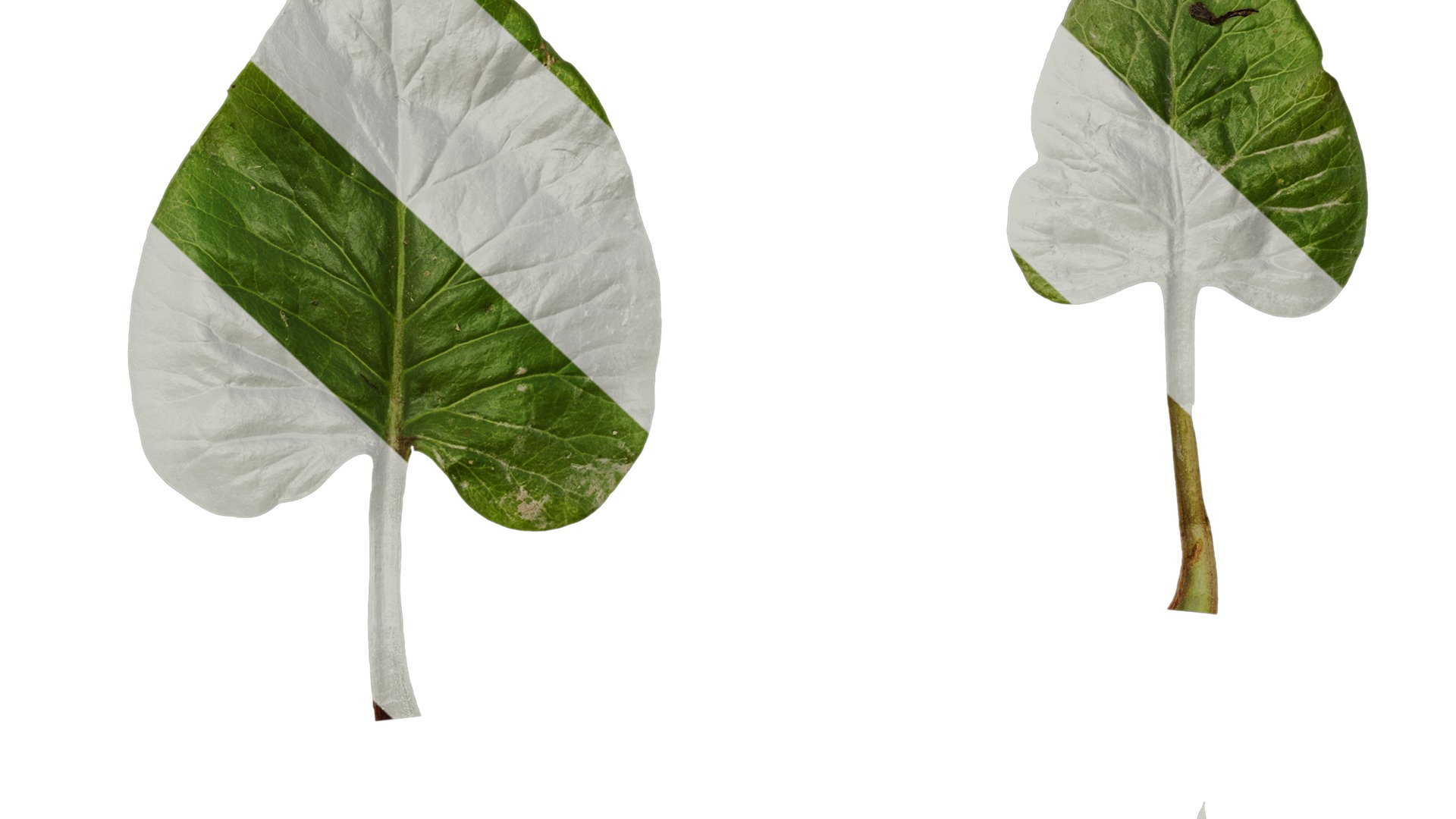 Anydrafts Cardiocrinum giganteum Leaf 06 Texture_7