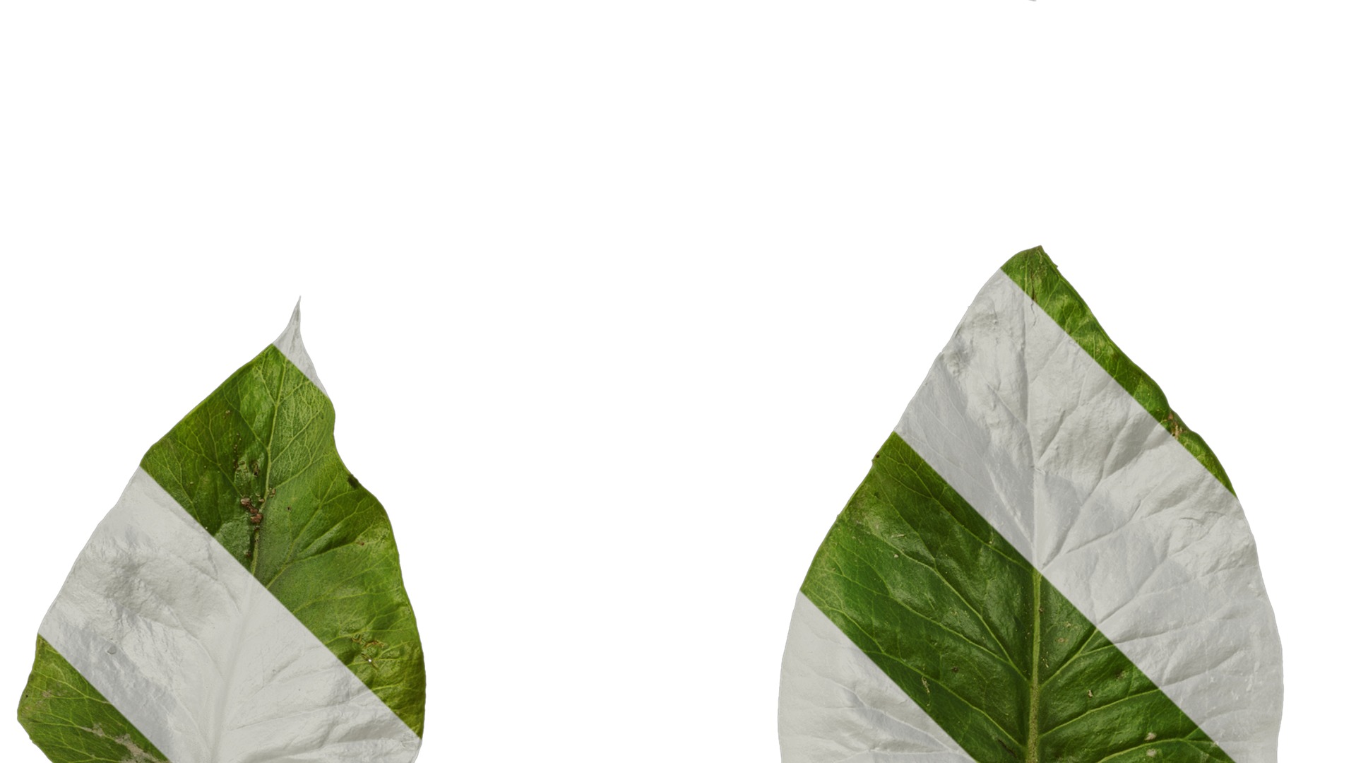 Anydrafts Cardiocrinum giganteum Leaf 06 Texture_3