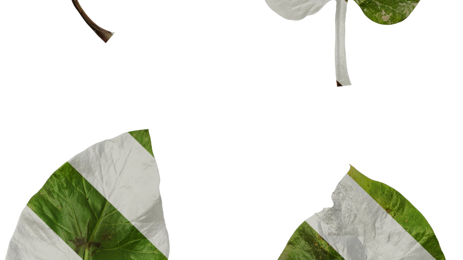 Anydrafts Cardiocrinum giganteum Leaf 06 Texture_5