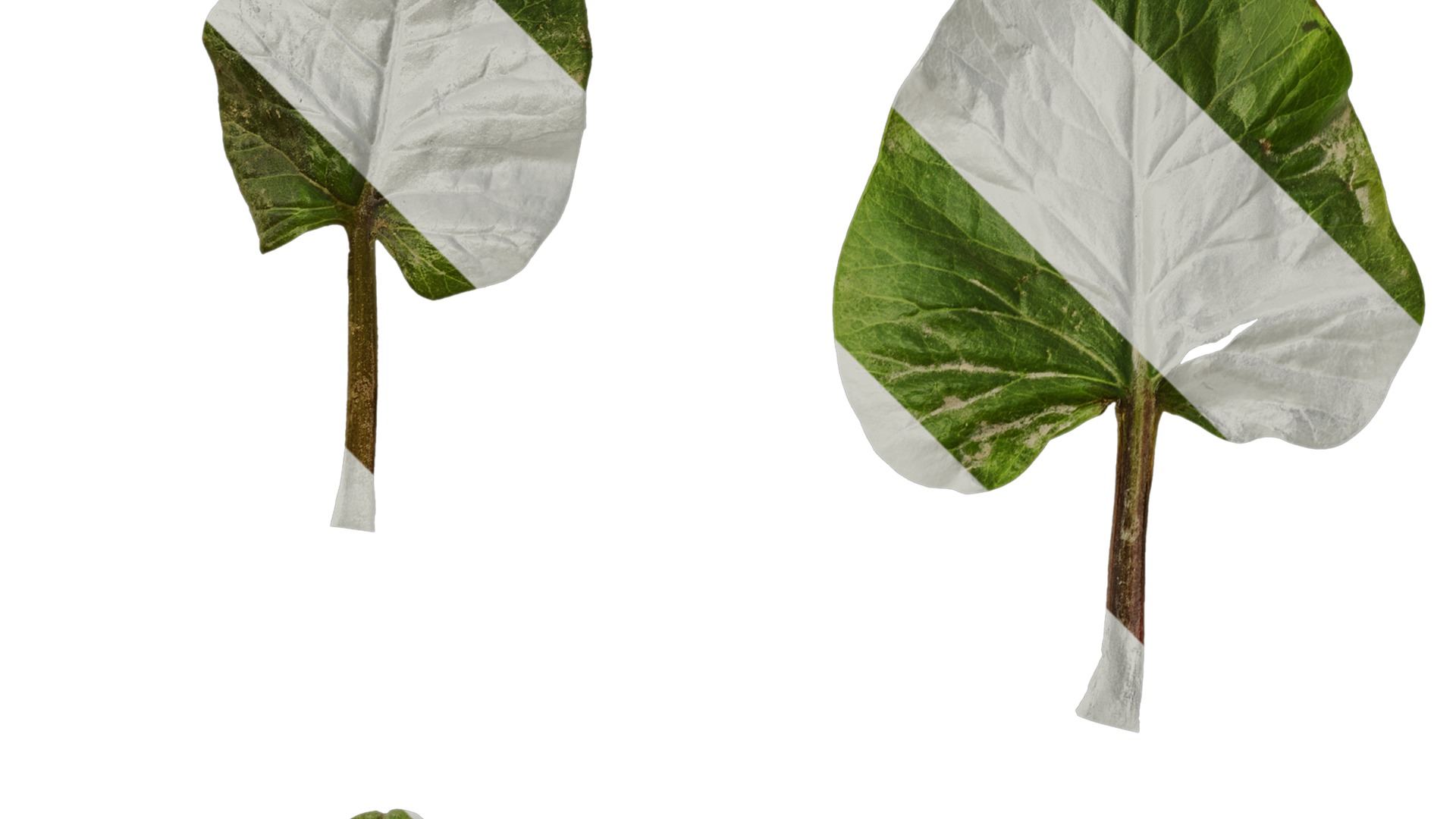 Anydrafts Cardiocrinum giganteum Leaf 06 Texture_2