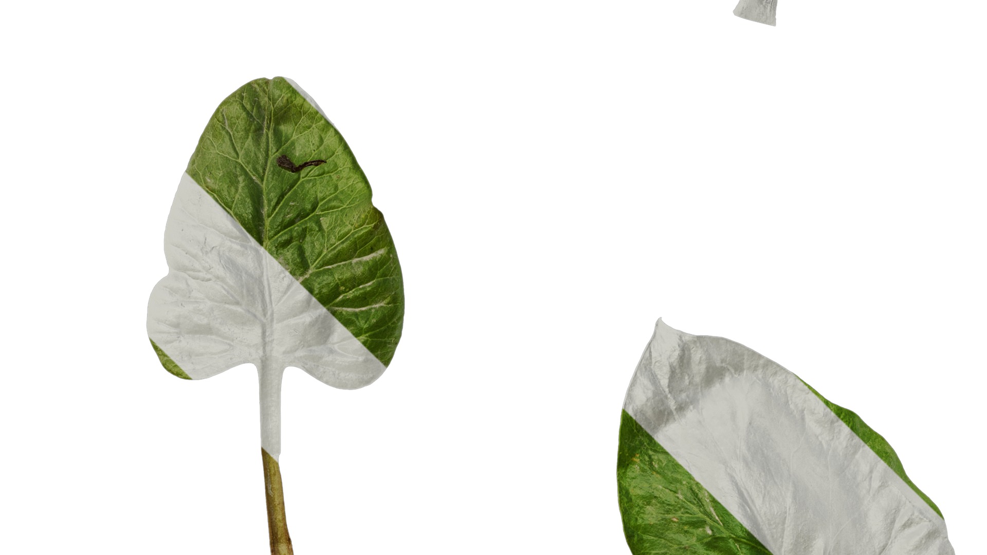 Anydrafts Cardiocrinum giganteum Leaf 06 Texture_4