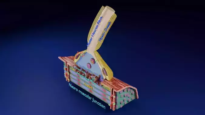 Neuro Muscular Junction Schematic Low-poly 3D model