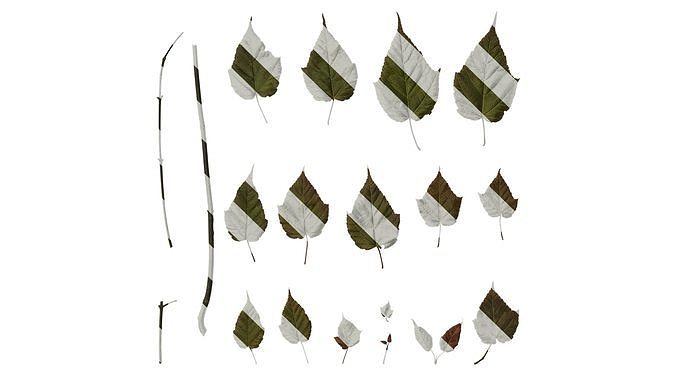 Anydrafts Acer davidii Leaf 01 Texture
