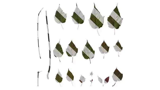 Anydrafts Acer davidii Leaf 01