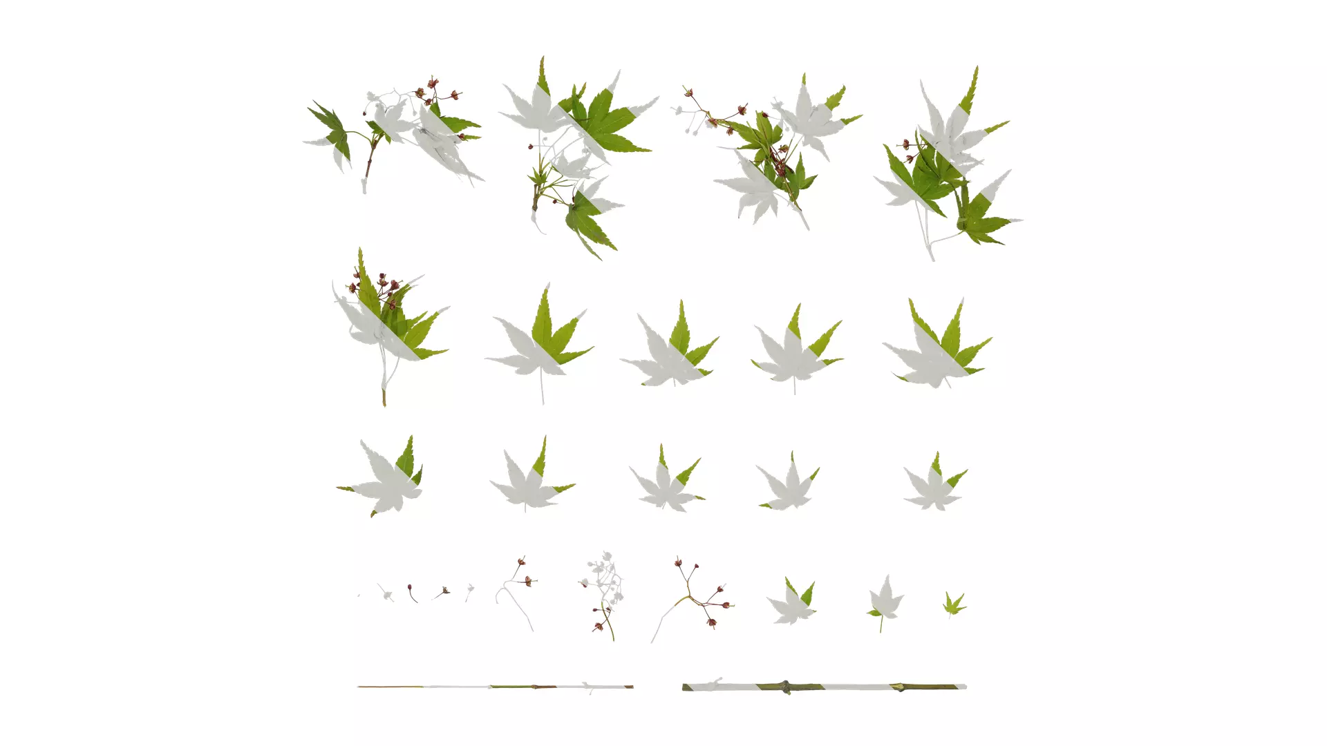 Anydrafts Acer palmatum Atlas 05 Texture