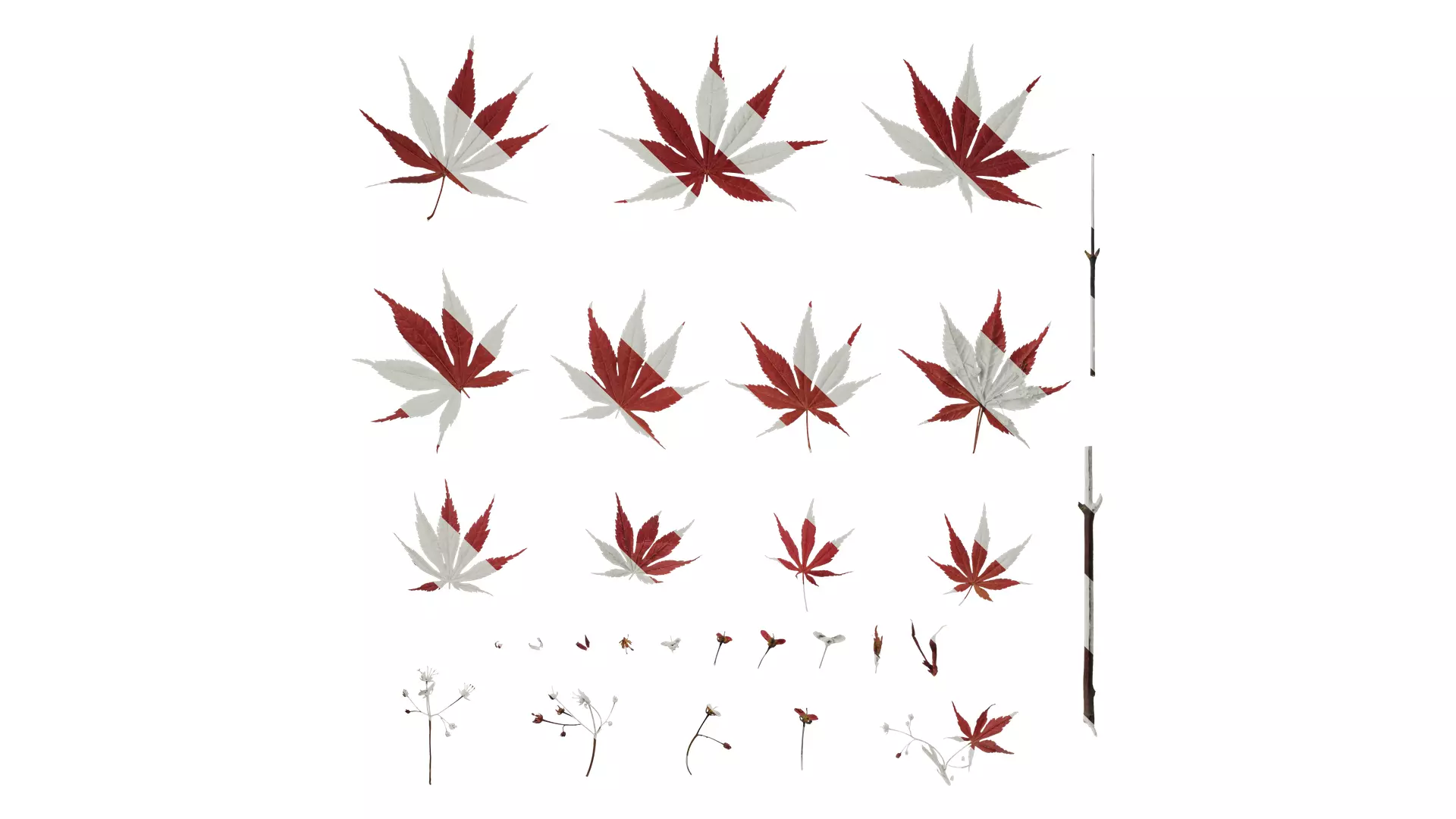 Anydrafts Acer palmatum Atlas 09 Texture