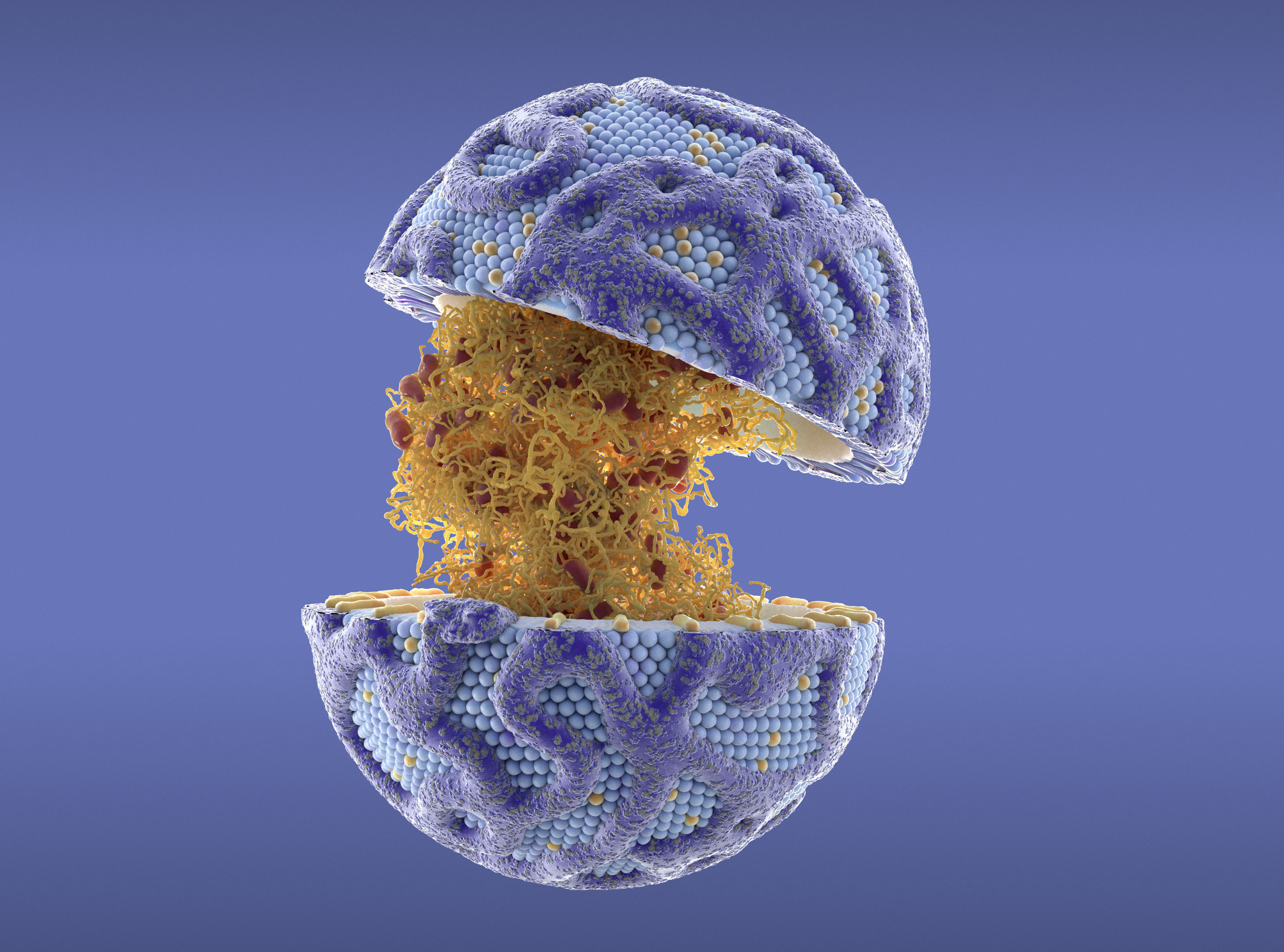 Lipoprotein with Realistic Visualization of Components 3D model_3