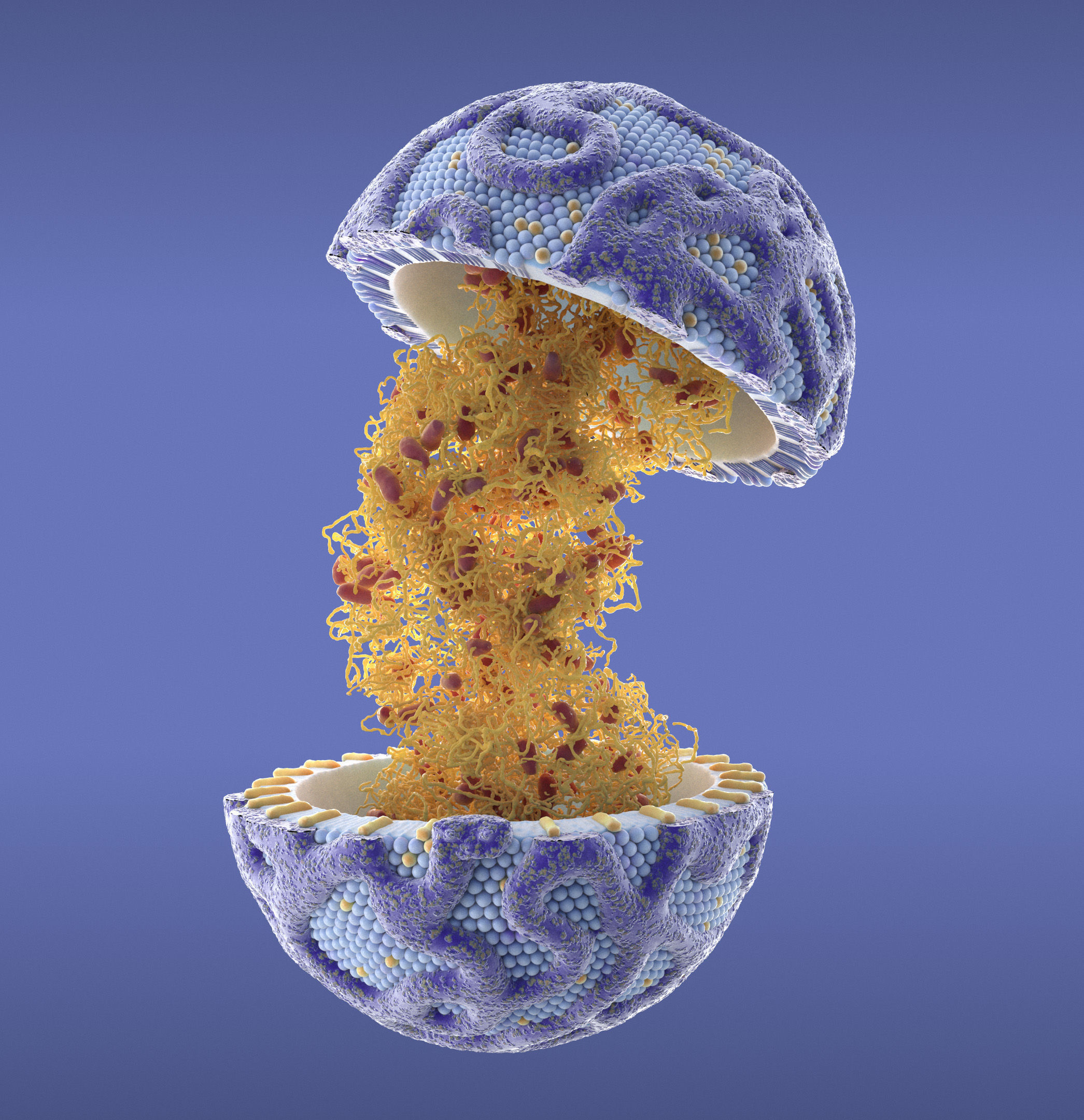 Lipoprotein with Realistic Visualization of Components 3D model_2