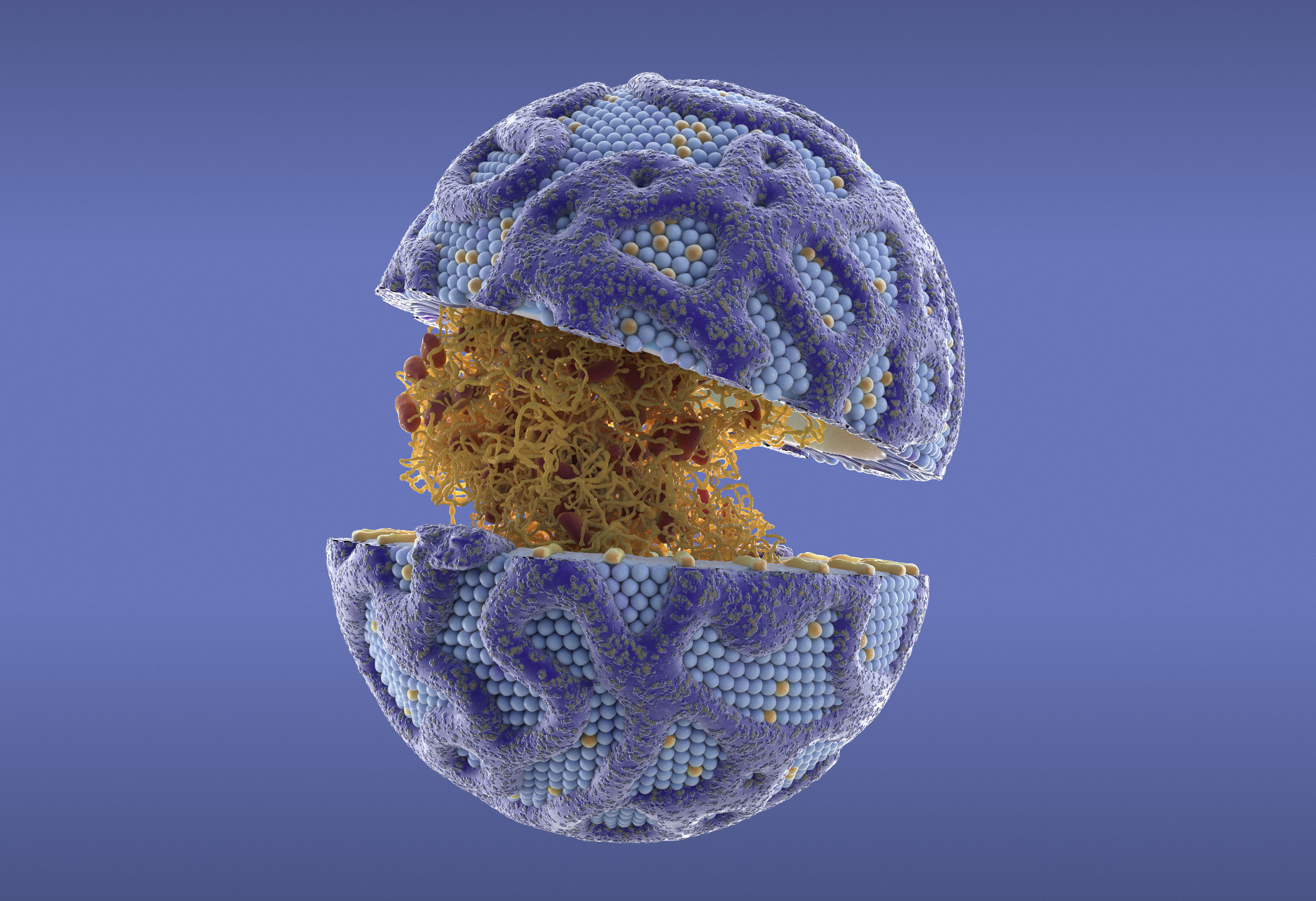 Lipoprotein with Realistic Visualization of Components 3D model_4