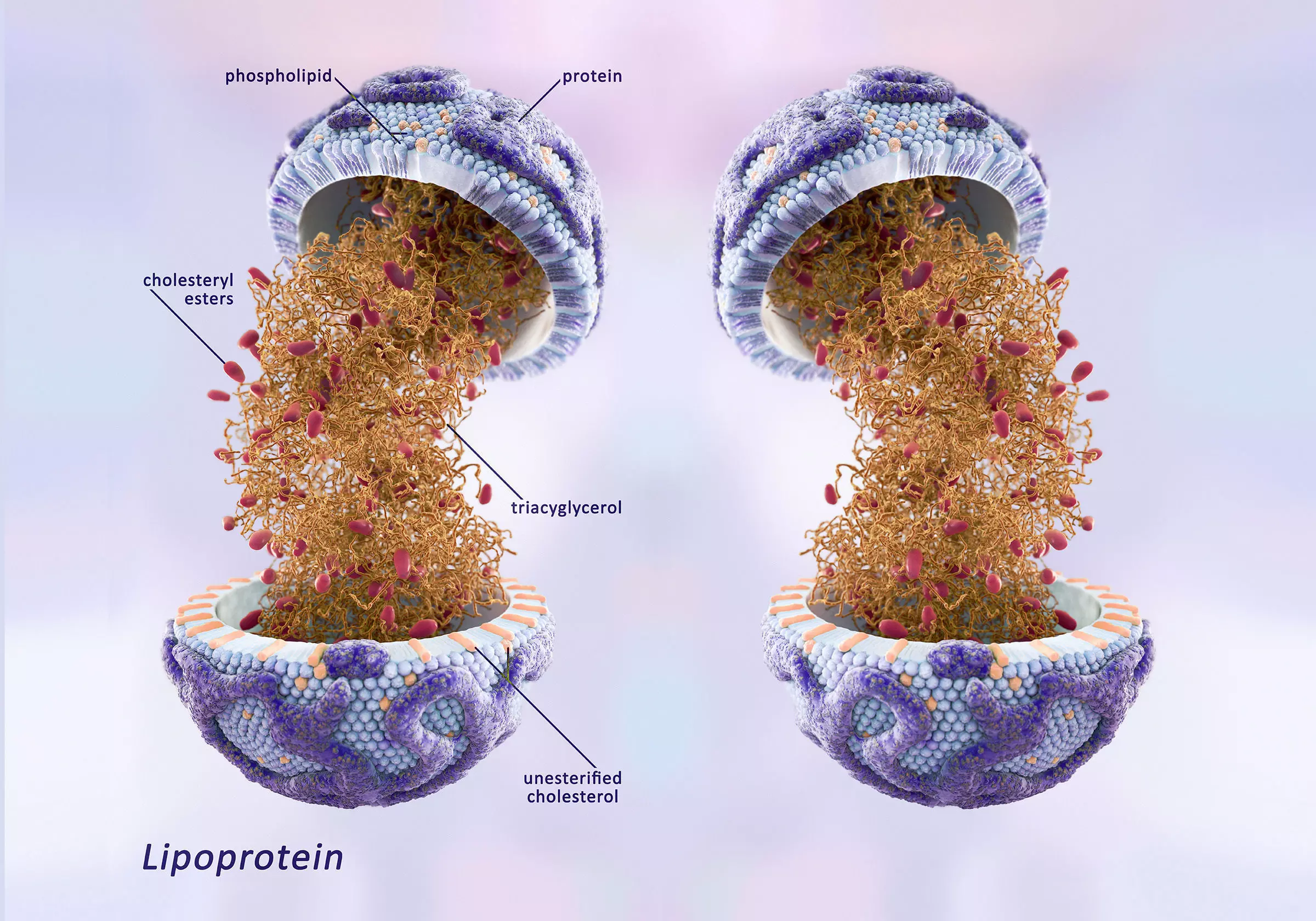 Lipoprotein with Realistic Visualization of Components 3D model_0