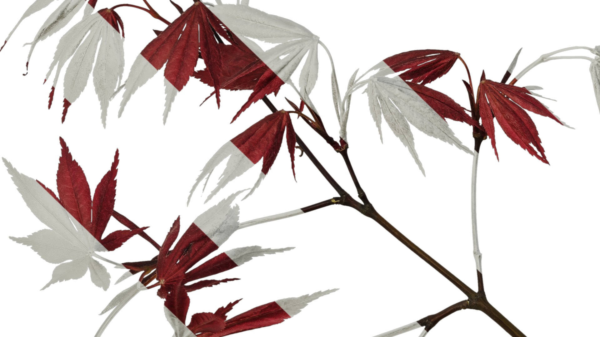 Anydrafts Acer palmatum Atlas 13 Texture_3