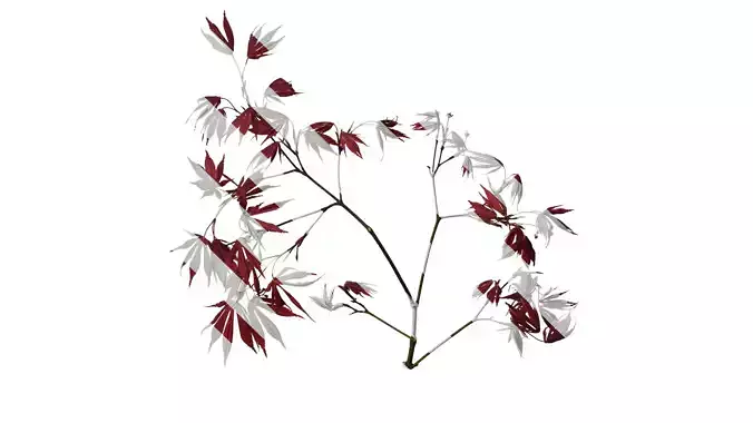 Anydrafts Acer palmatum Atlas 13