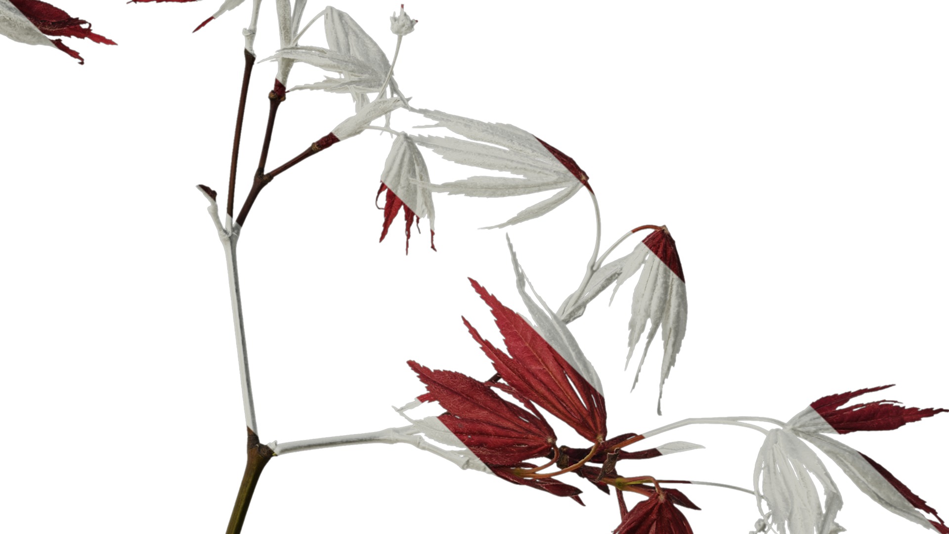 Anydrafts Acer palmatum Atlas 13 Texture_4