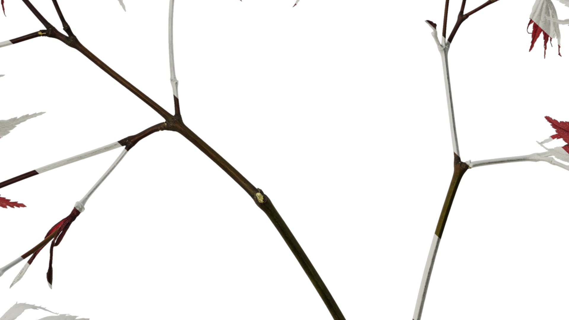 Anydrafts Acer palmatum Atlas 13 Texture_7