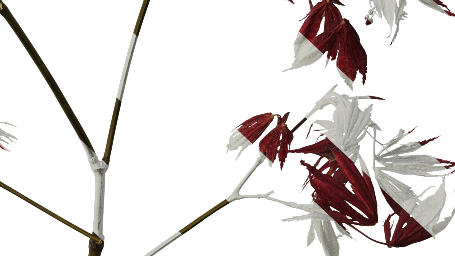 Anydrafts Acer palmatum Atlas 13 Texture_6