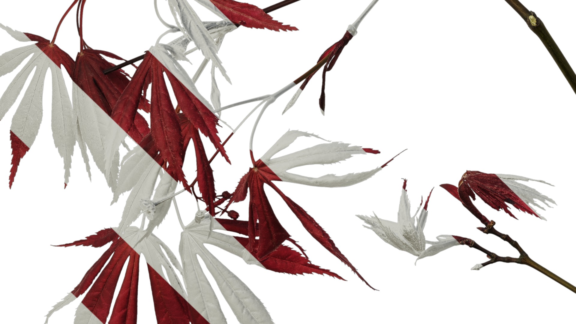 Anydrafts Acer palmatum Atlas 13 Texture_5