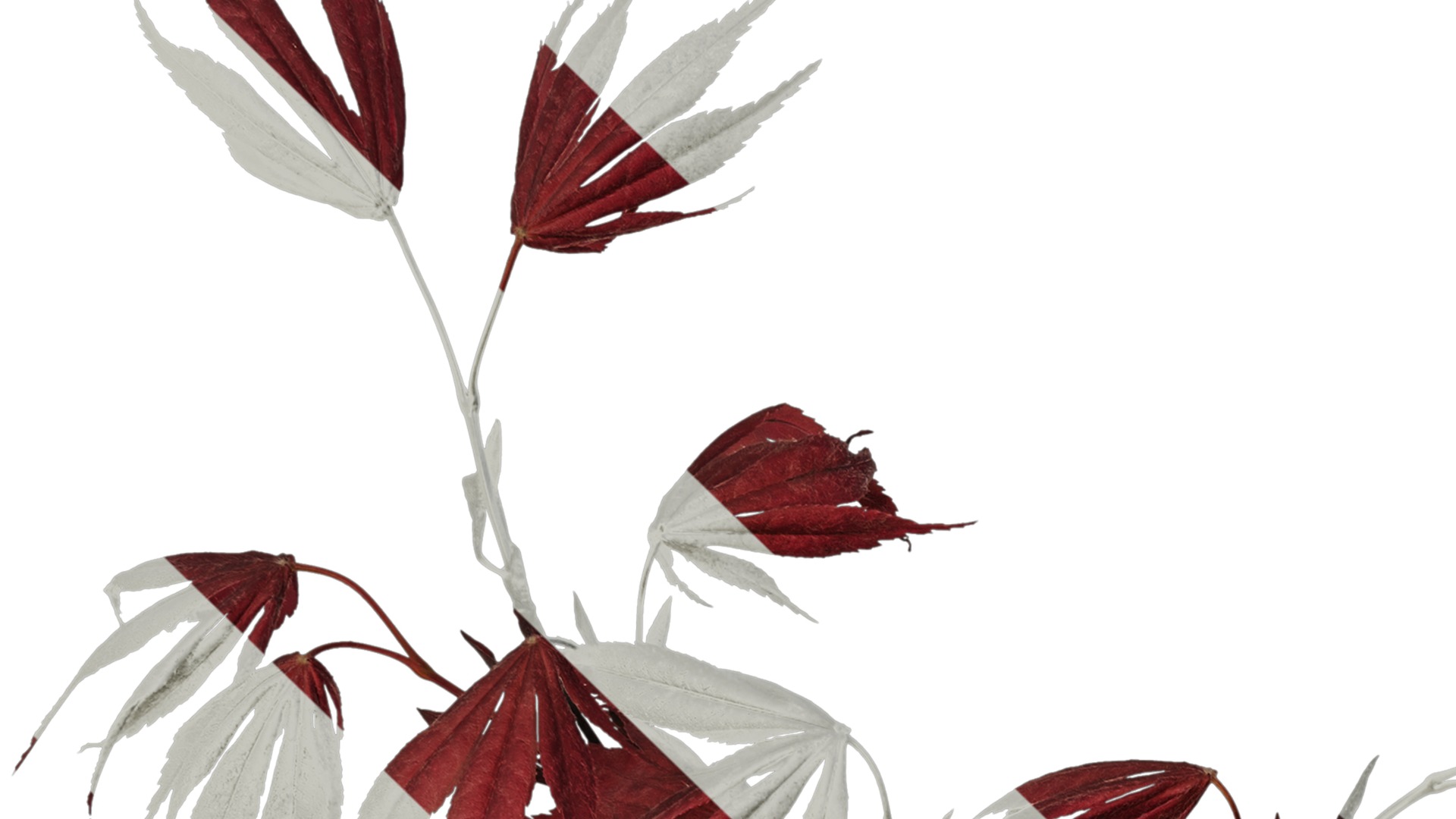 Anydrafts Acer palmatum Atlas 13 Texture_1