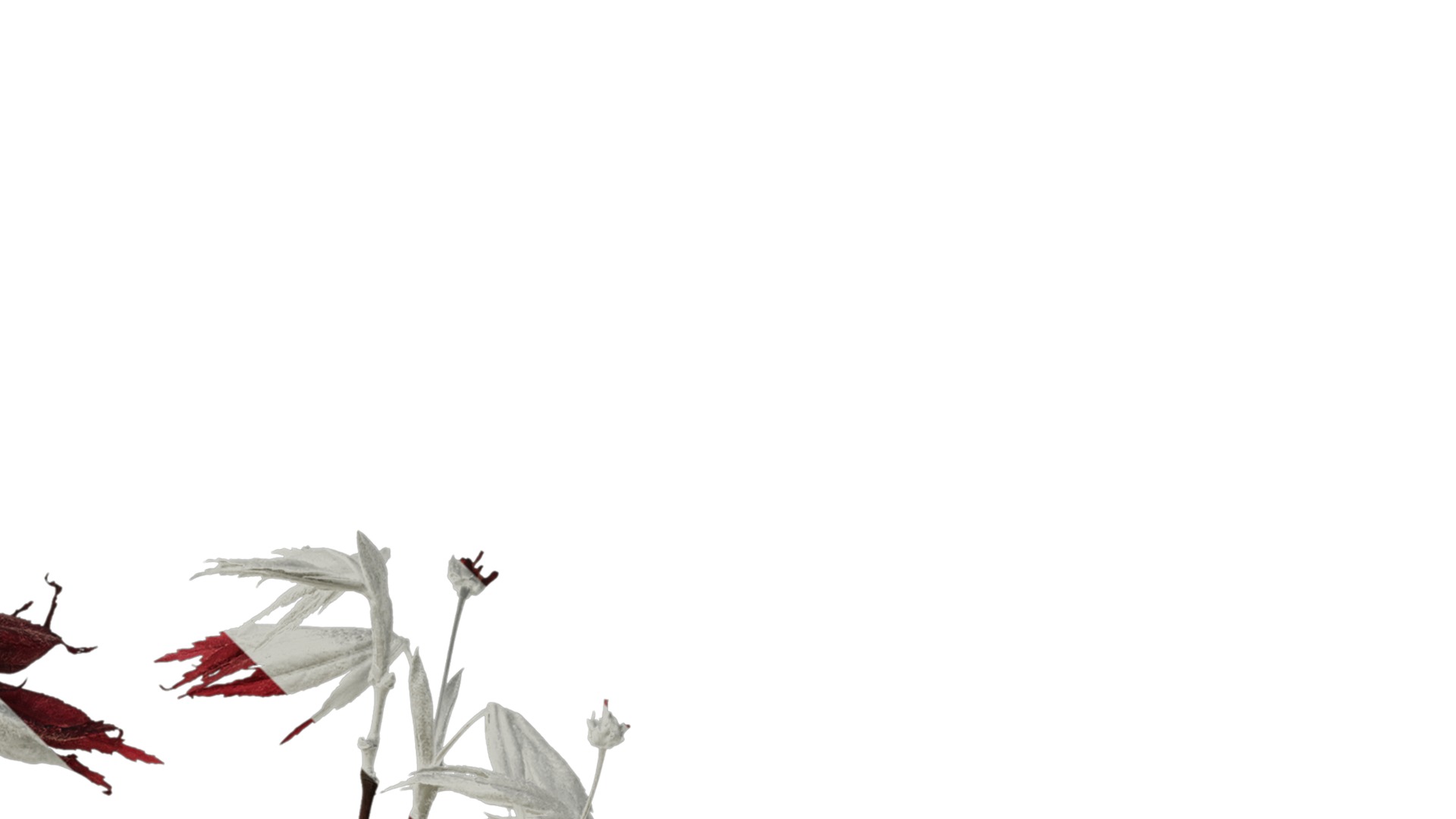 Anydrafts Acer palmatum Atlas 13 Texture_2