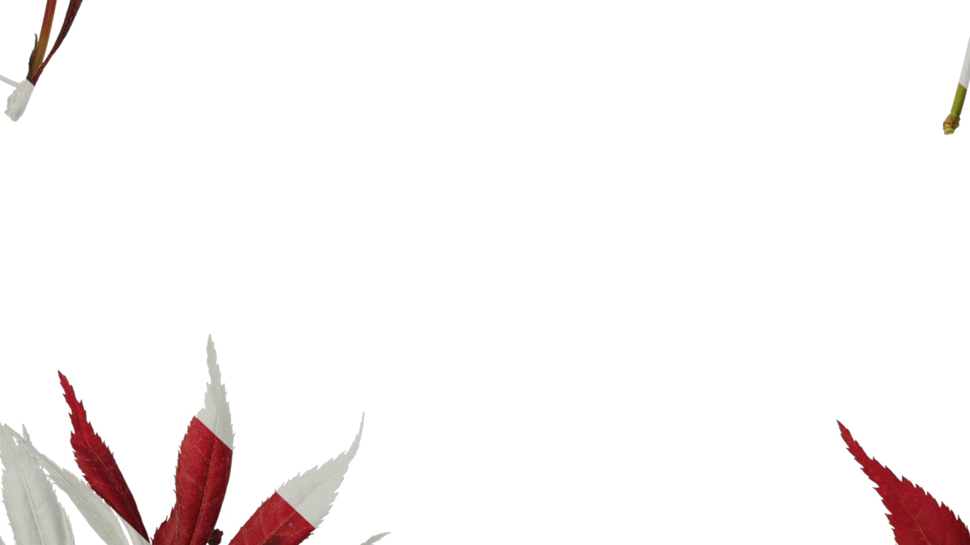 Anydrafts Acer palmatum Atlas 14 Texture_7