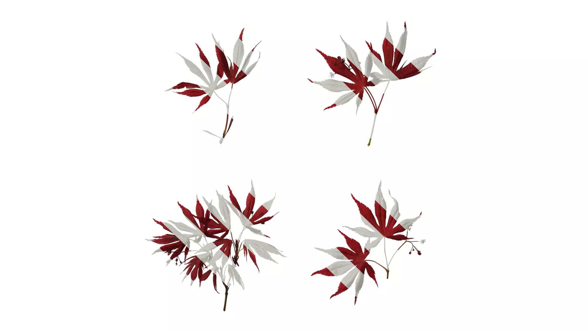 Anydrafts Acer palmatum Atlas 14 Texture_0