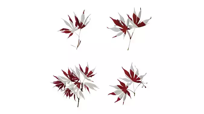 Anydrafts Acer palmatum Atlas 14