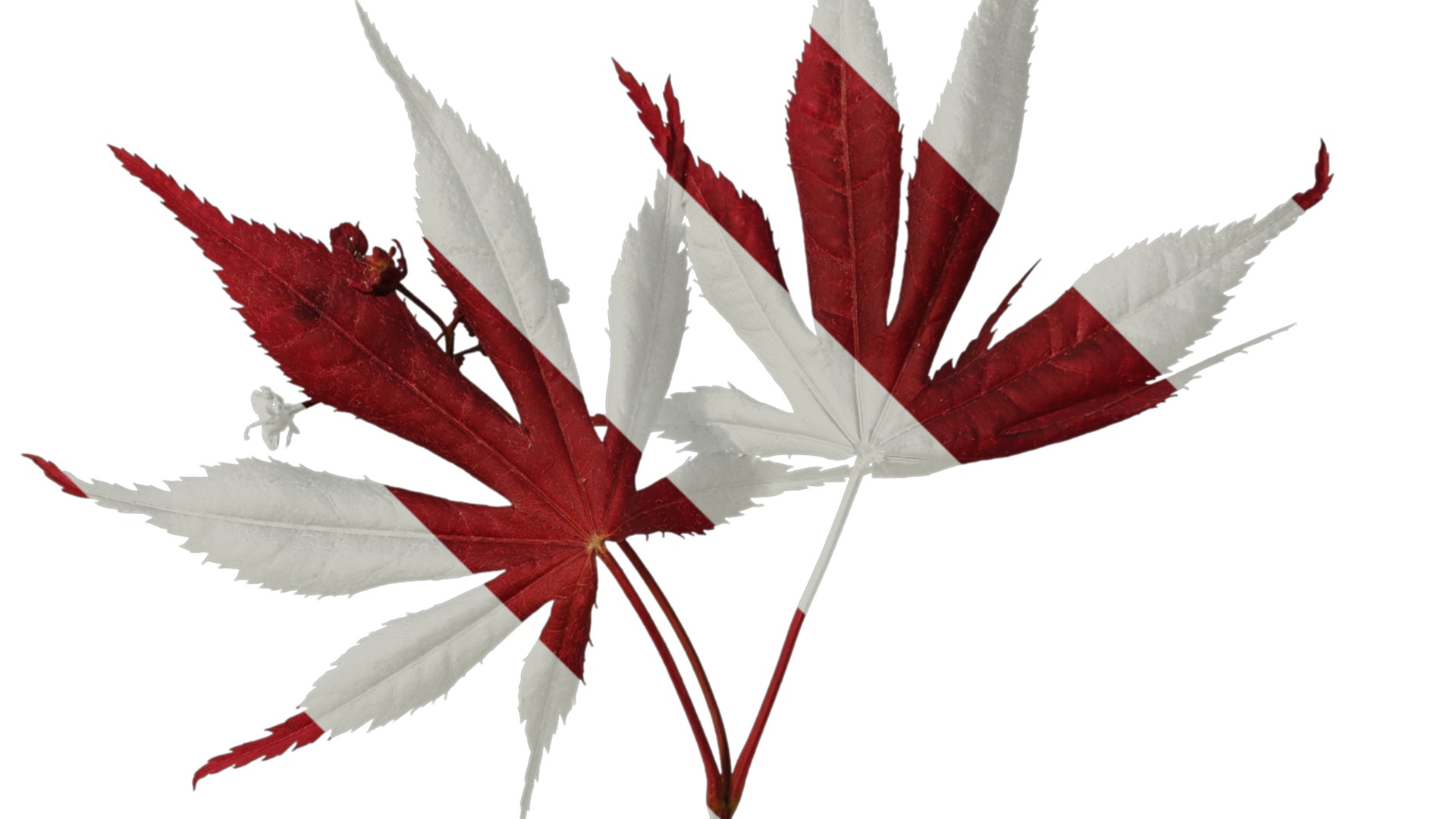 Anydrafts Acer palmatum Atlas 14 Texture_2