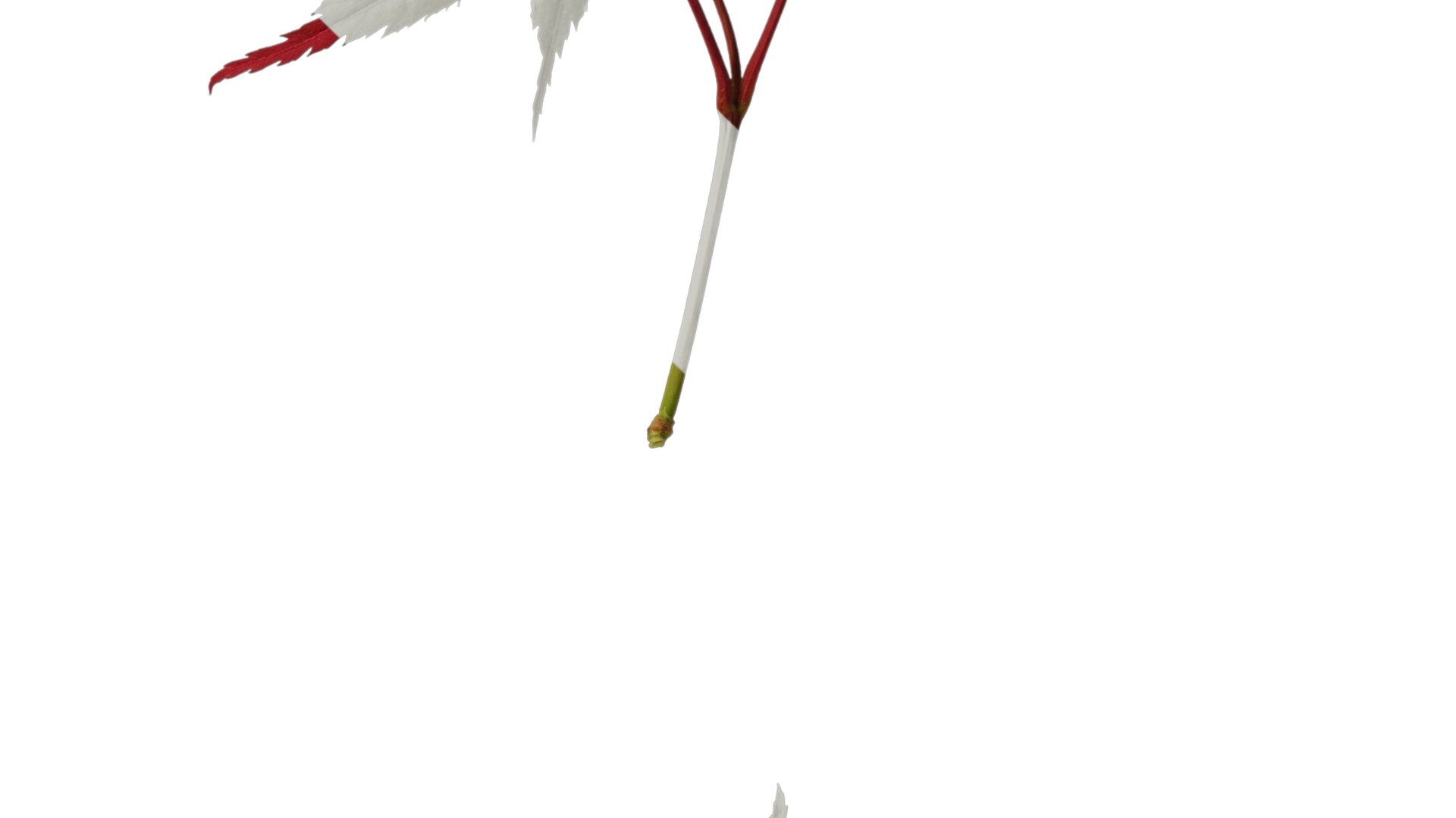 Anydrafts Acer palmatum Atlas 14 Texture_4