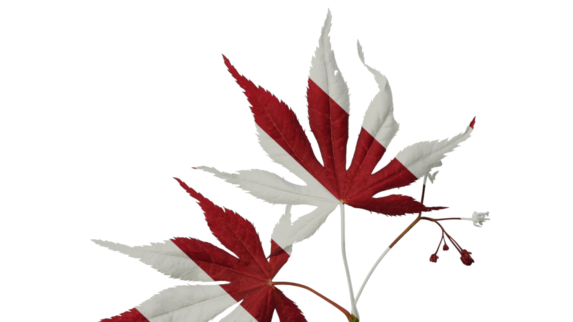 Anydrafts Acer palmatum Atlas 14 Texture_6