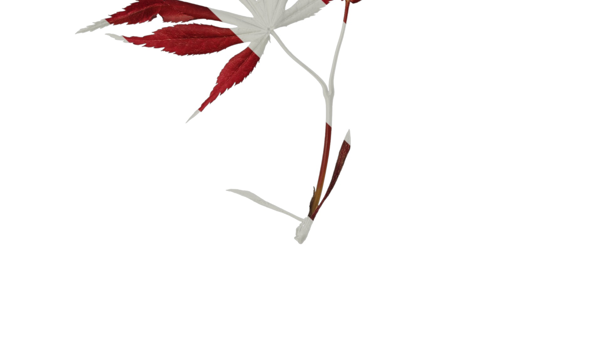 Anydrafts Acer palmatum Atlas 14 Texture_3