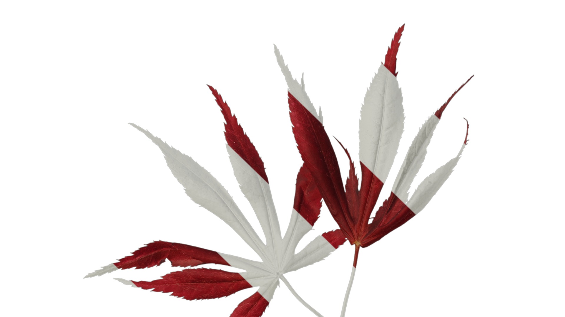 Anydrafts Acer palmatum Atlas 14 Texture_1