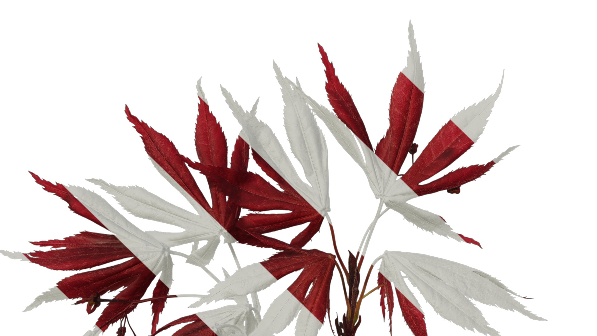 Anydrafts Acer palmatum Atlas 14 Texture_5