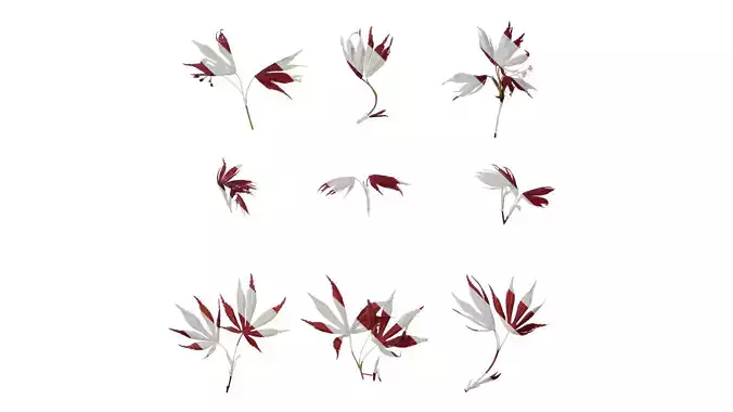 Anydrafts Acer palmatum Atlas 15